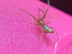 Neospintharus trigonum