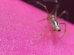 Neospintharus trigonum