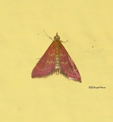 Pyrausta signatalis