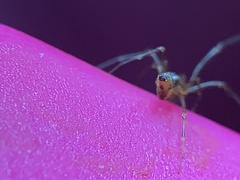 Neospintharus trigonum