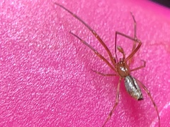 Neospintharus trigonum