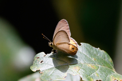 Hypocysta pseudirius