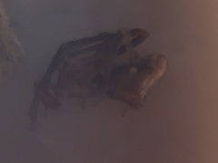 Neospintharus trigonum