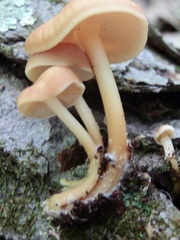 Gymnopus earleae