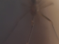 Neospintharus trigonum