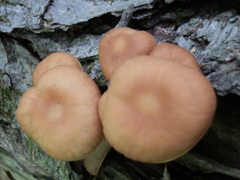 Gymnopus earleae
