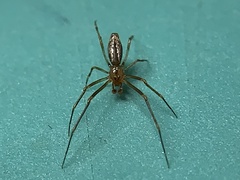 Neospintharus trigonum