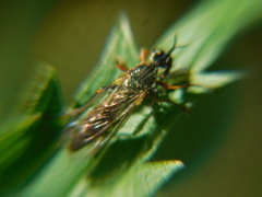 Dioctria