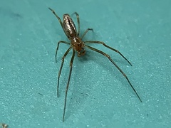 Neospintharus trigonum