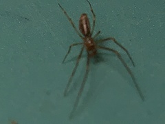 Neospintharus trigonum