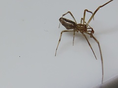 Neospintharus trigonum