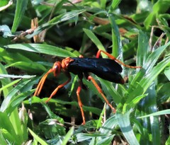 Hemipepsis tamisieri