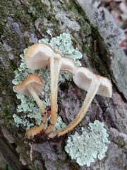 Gymnopus earleae