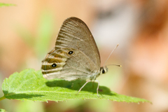 Hypocysta pseudirius