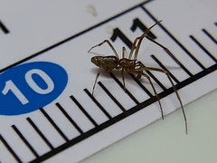 Neospintharus trigonum