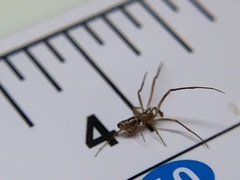 Neospintharus trigonum