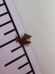 Neospintharus trigonum