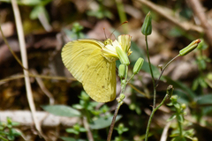 Eurema smilax