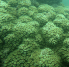 Galaxea fascicularis