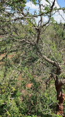 Vachellia karroo
