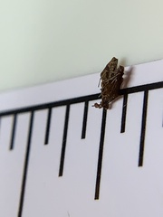 Neospintharus trigonum