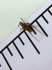 Neospintharus trigonum