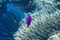 Mirolabrichthys tuka