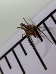 Neospintharus trigonum