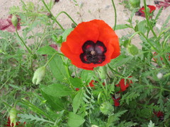 Papaver pavoninum