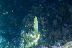 Halichoeres hortulanus