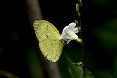 Eurema