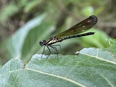 Heliocypha fenestrata