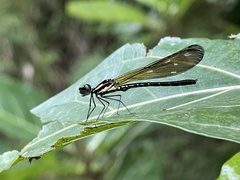 Heliocypha fenestrata