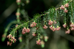 Passerina falcifolia