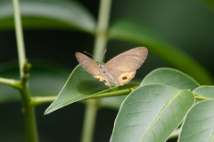 Hypocysta pseudirius