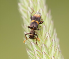 Eleale pulchra