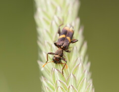 Eleale pulchra