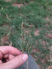 Zoysia