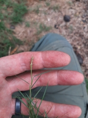 Zoysia