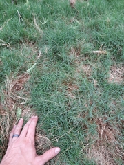 Zoysia