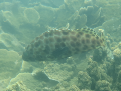 Epinephelus quoyanus