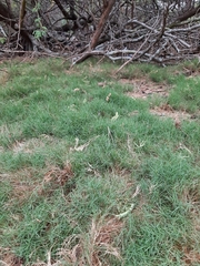 Zoysia