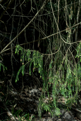 Passerina falcifolia