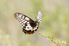 Papilio anactus