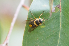 Scaptia auriflua