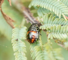 Oechalia schellenbergii