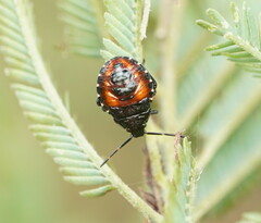 Oechalia schellenbergii