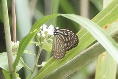 Ideopsis vulgaris