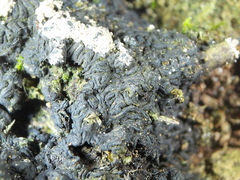 Glonium stellatum