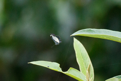 Psychonotis caelius